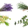 Lavender Tea - Image 3