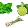 Peppermint Twist - Image 4